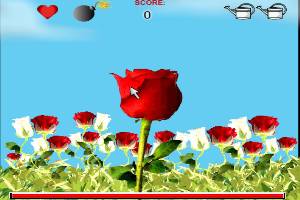 种玫瑰花送爱人