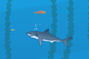 鲨鱼捕食