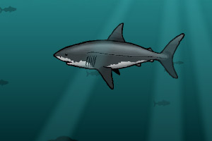 老葛大战食人鲨