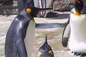 企鹅世界找水晶