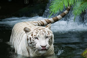 寻找隐藏字母22