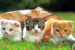 猫咪世界找数字