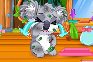 照顾受伤的小考拉