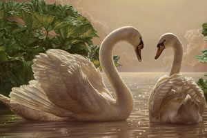 隐藏的星之幻想天鹅