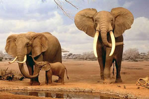 野生动物找相似