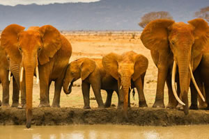 观察野生大象图片