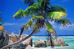 美人鱼逃离海滩