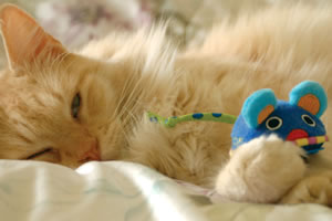 猫咪老鼠找数字