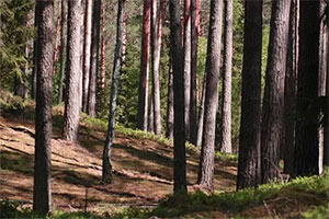 逃出阳光明媚的森林