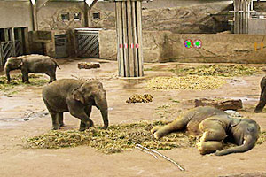 大象饲养所逃脱