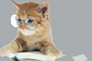 戴眼镜的小猫