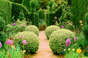 大花园植物逃生