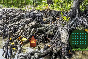 红树林小猪逃生