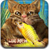 野猫吃鱼