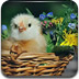 小鸡拼图