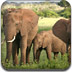 非洲大象拼图