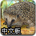 照顾小刺猬中文版