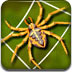 蛛网捕虫