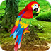 逃离金刚鹦鹉森林