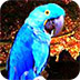 救援蓝色鹦鹉