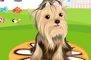 装扮可爱小狗狗5