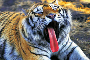 豪华拼图新模式