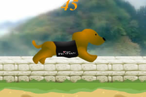 狗狗越野障碍赛