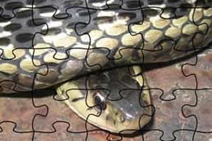 万蛇拼图