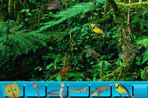 隐藏的对象-森林