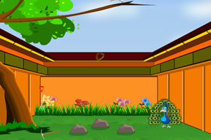 小孔雀逃出后庭院