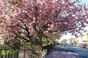 找水晶之樱花祭