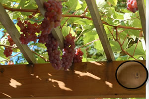 葡萄花园隐藏号码