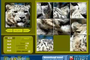 雪豹拼图游戏