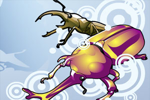 甲虫进化论修改版