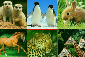 可爱动物拼图