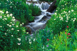 美丽森林找蝴蝶