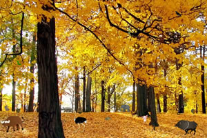 秋季森林隐藏对象