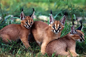 非洲动物找数字