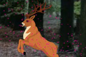 寻找隐藏的麋鹿