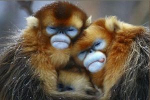 两只有趣的猴子