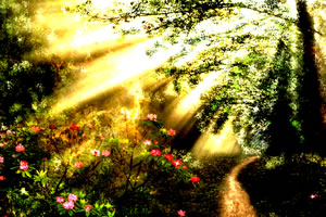 隐藏的星之梦幻森林