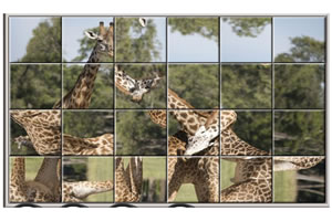 来自动物世界的拼图