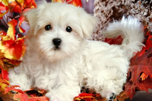 动物宝宝找东西