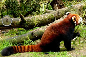 寻找隐藏的动物