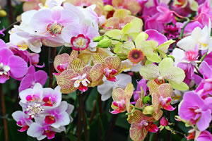 乡村风景找东西