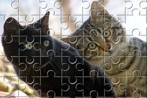 可爱猫咪拼图