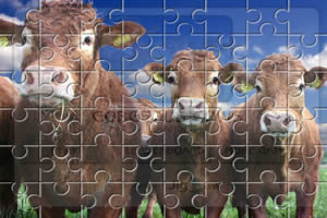 华丽的奶牛拼图