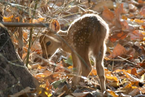 隐藏的动物之小鹿