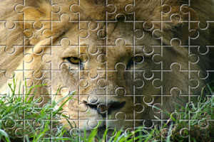 非洲雄狮拼图