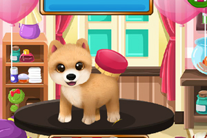  宠物美容大师4